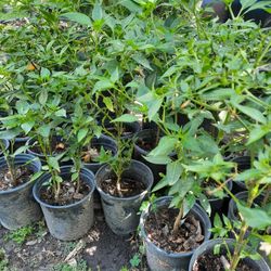 Planta De 🌶 Chile ( Chili Plants