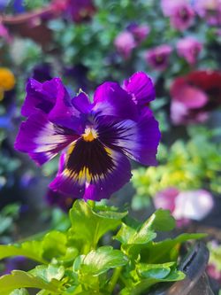 Purple And Yellow Ruffled Variagated Bicolor Pansy Flower Plants! Perennial Vareity! Several Colors Available!