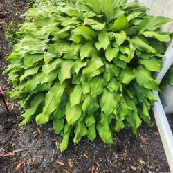 Hosta Plants 