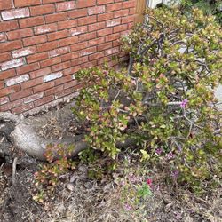 Large Jade Plant