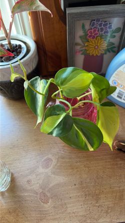 Beautiful Brasil Philondendron