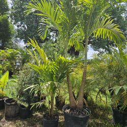 Christmas Palms Adonidias Tall Full Green  Fertilized  Ready For Planting Instant Privacy Hedge  Same Day Transportation 