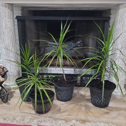 $10 Dracaena plant