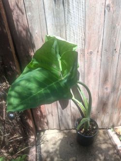 Giant Elephant ear plant 3 gallon pot indoor outdoor