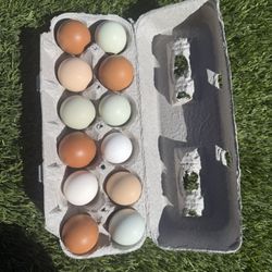 Eggs From Organic NO CORN NO SOY Fed Free Range Pastured Chickens