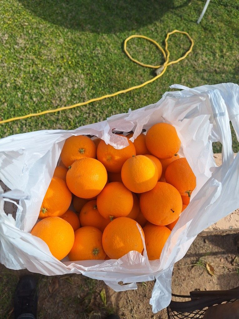 Sunburst Farms Sweet Oranges And Tangelos 1 A Bag!!! for Sale in