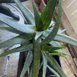 aloe vera plant