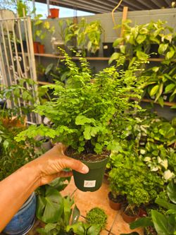 Maidenhair Fern 4" pot
