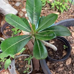 Desert Rose Adenium 