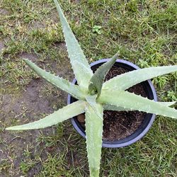 Aloe Vera Plant