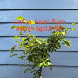 Lavina Asian Red flesh plum tree