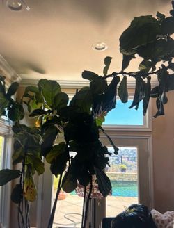 XL  Fiddle Fig Tree