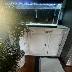 1 Year Old Fish Tank Stand And Fish Included Local In Virgina 