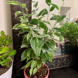 ♥️VARIEGATED Weeping Fig Low maintenance & stress-reducing, perfect for busy plant lover♥️