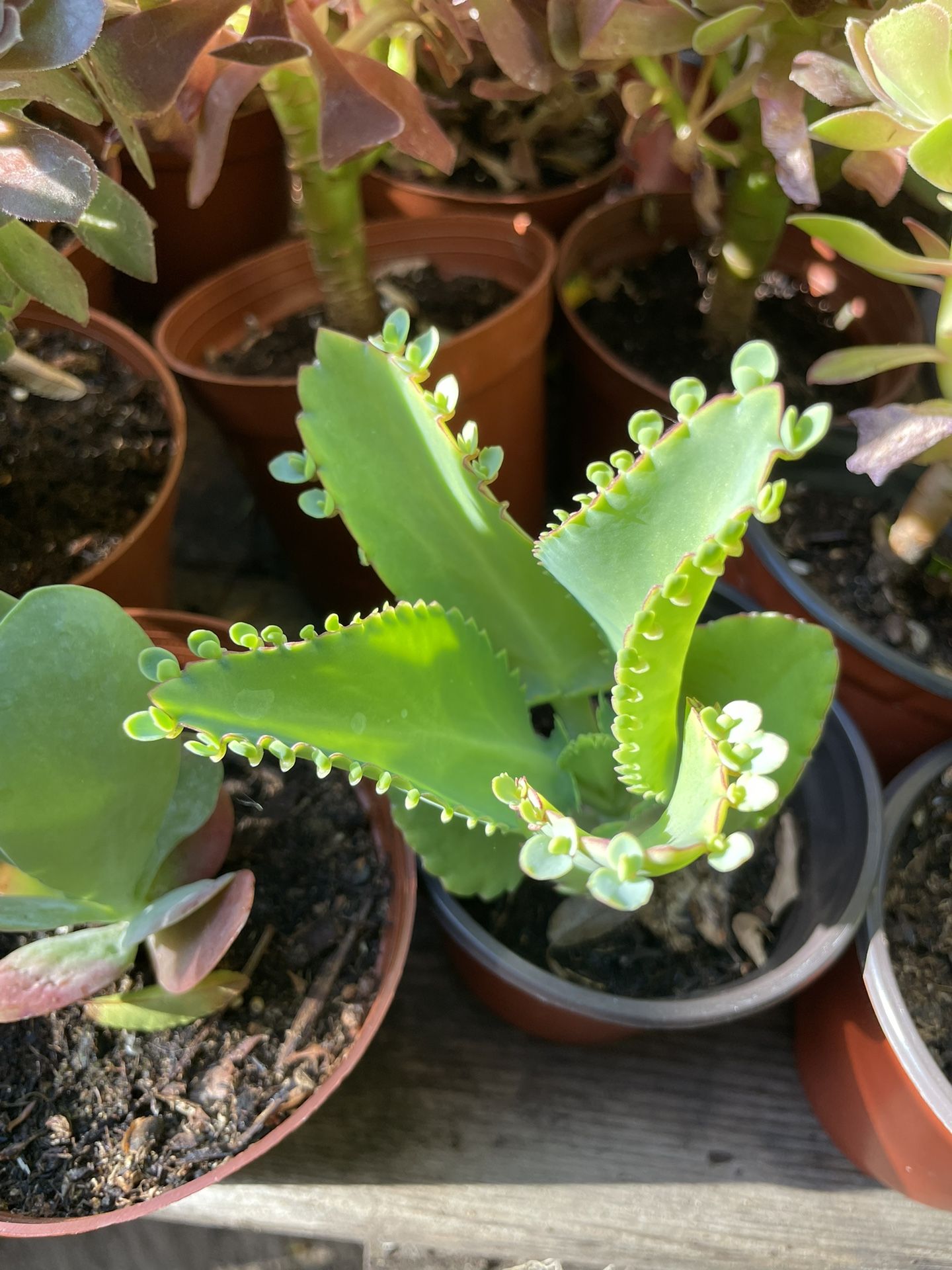 Succulent’s Plants 🌵🪴