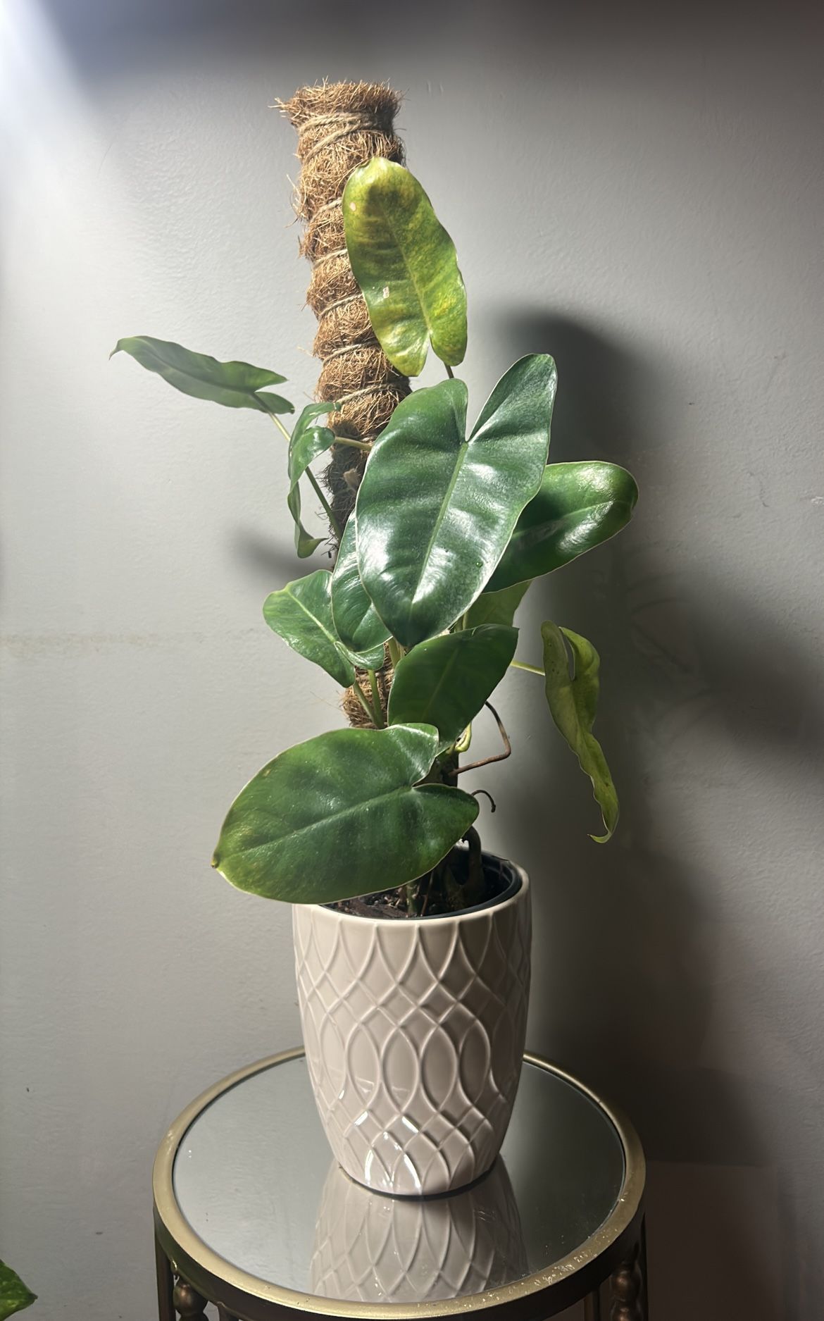 House Plants For Sale🪴