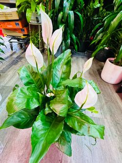 Peace Lily Plant big như ý Lan