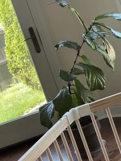 Plant/tree