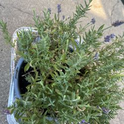 Healthy Bushy Lavender 