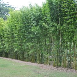 Premier Clumping Bamboo for Privacy ~ Bambusa ilis 'Gracilis'