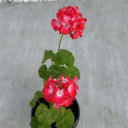 Geranium 