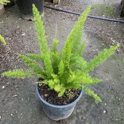 Foxtail Fern