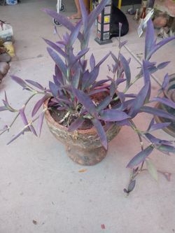 Purple plant