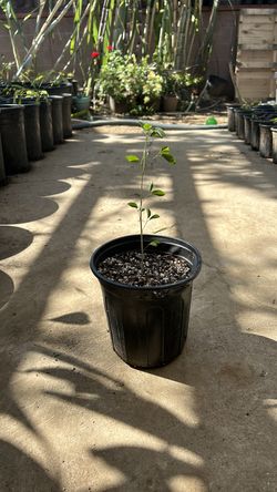 Arbol de guamúchile