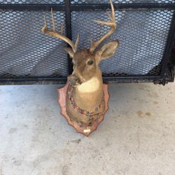 10 Point Not A Deer Head From 1988