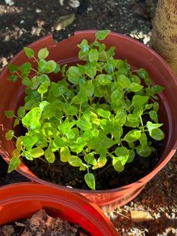 A whole bunch of Papaya Potted Seedlings Healthy little green plants. Great for starting your garden or planting.