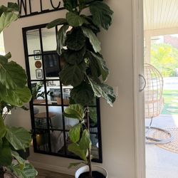 Beautiful Real Live 7’7” feet tall Fiddle Leaf Fig Plant Tree With White Pot