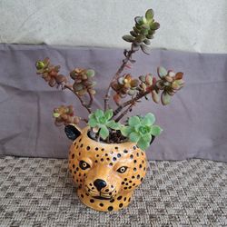 Leopard Succulent Arrangement 