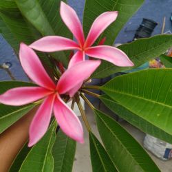 Pink Plumeria