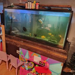 Fish, Tank, Stand,filter