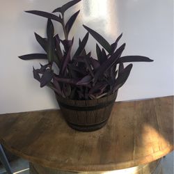 Purple Heart Plant in decorative 2 gallon Pot