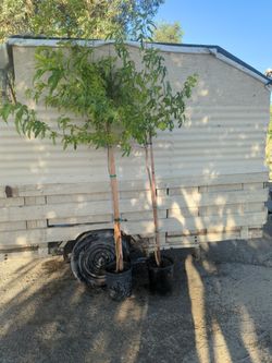 Eucalyptus Mora Nectarine