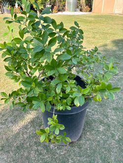 Gardenia Plant