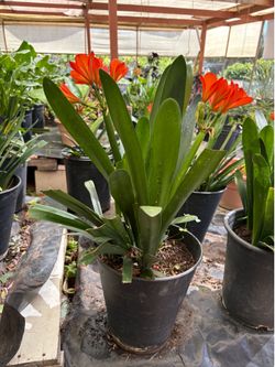 Clivia
