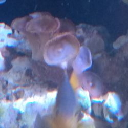 Coral Frag Polyp