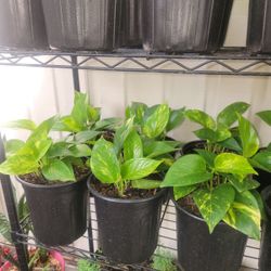 Pothos Plants 