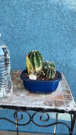 Cactus Arrangement in Blue Ceramic Pot