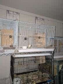 Birds Cages