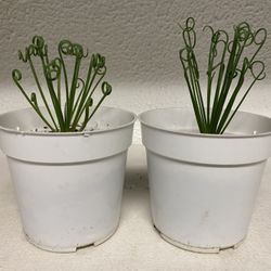 Albuca Spiralis 'Frizzle Sizzle' 4” 2 for $25
