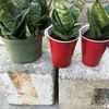 Plants R Us