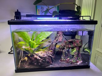 10gal Fish tank with accessories
