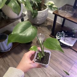 Monstera Seedlings