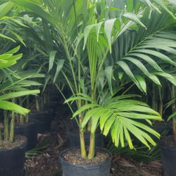 Spectacular Christmas Palms 6 Feet Tall!!! Fertilized Adonidias Plants!!