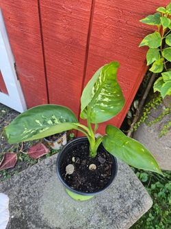 Live indoor plant $10. Pick-up In Aurora.