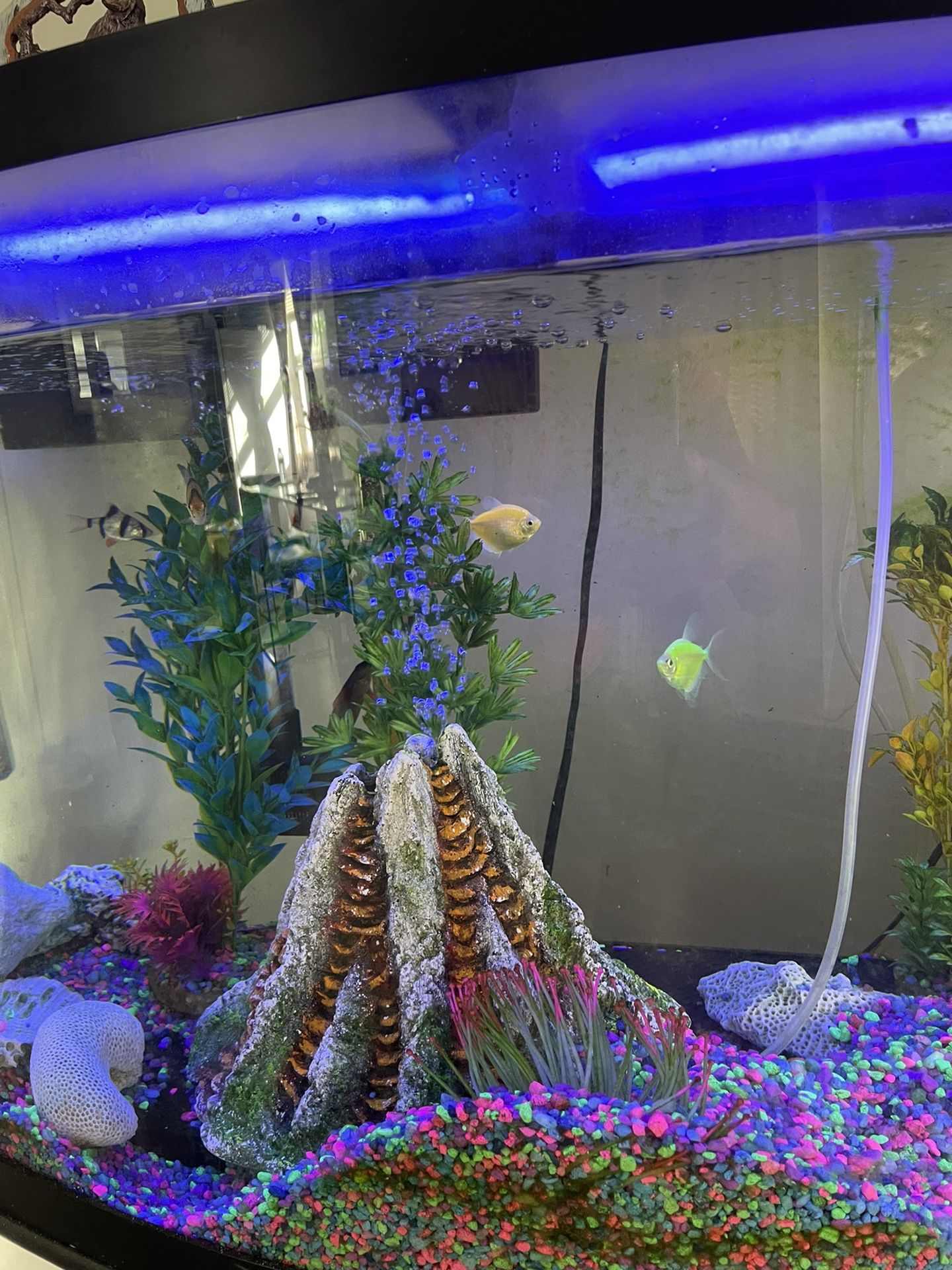 Pecera Fisch & Tank 11 Fishes Included 65 Gallons