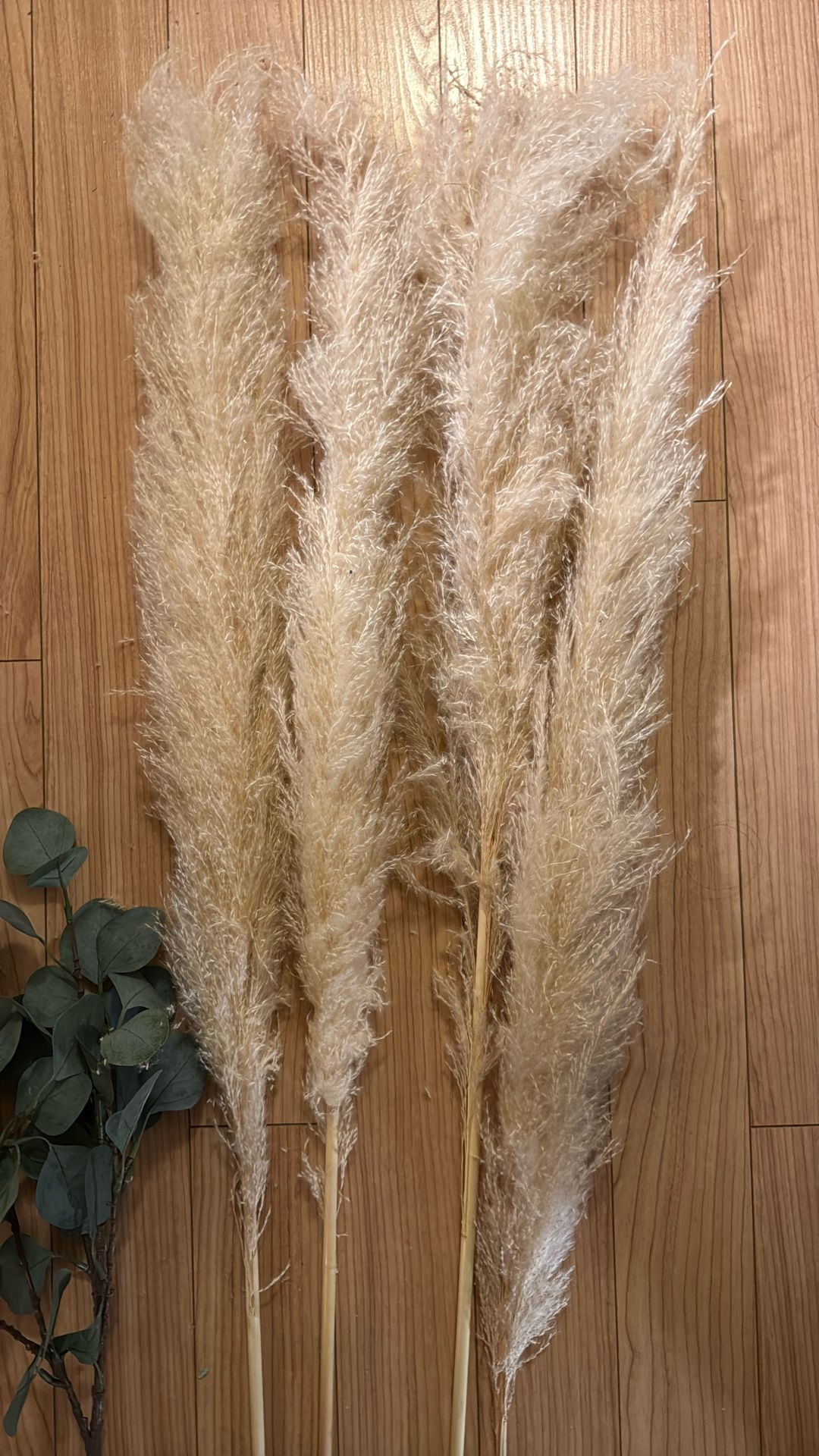 Pampas Grass & Eucalyptus